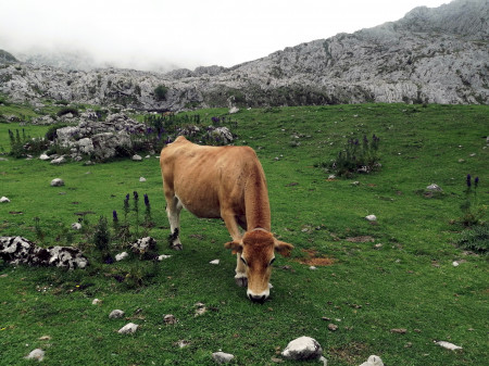 COMBINADO CANTABRIA Y ASTURIAS