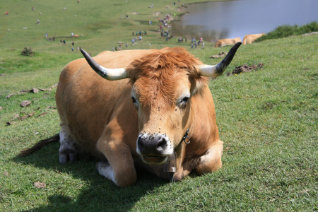 COMBINADO CANTABRIA Y ASTURIAS