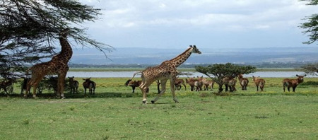 LO MEJOR DE KENIA